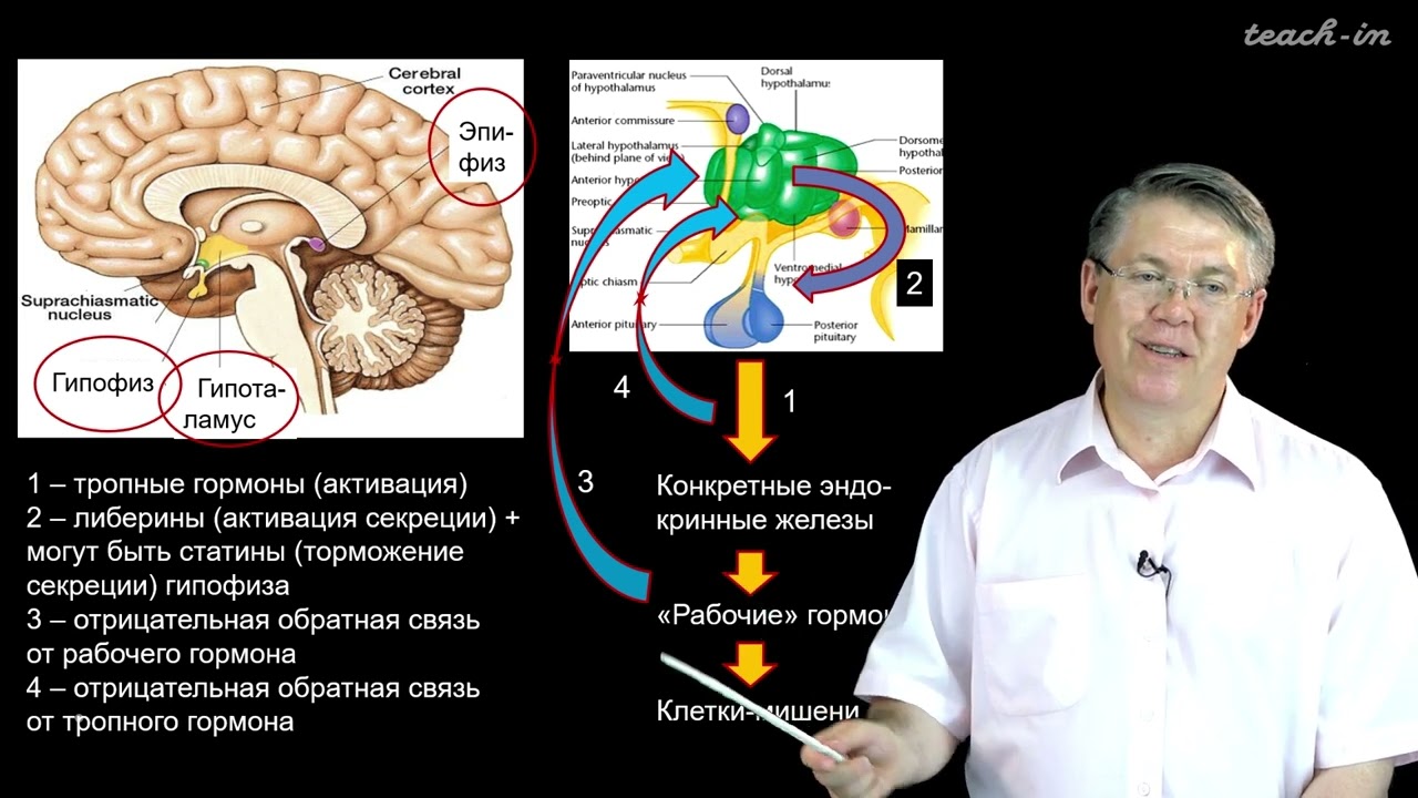 Дубынин В. А. - 100 часов школьной биологии - 1.13. Эндокринная система. Часть 1
