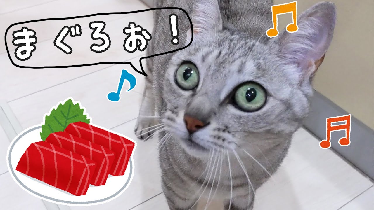 まぐろの日が嬉しすぎてよく喋る猫