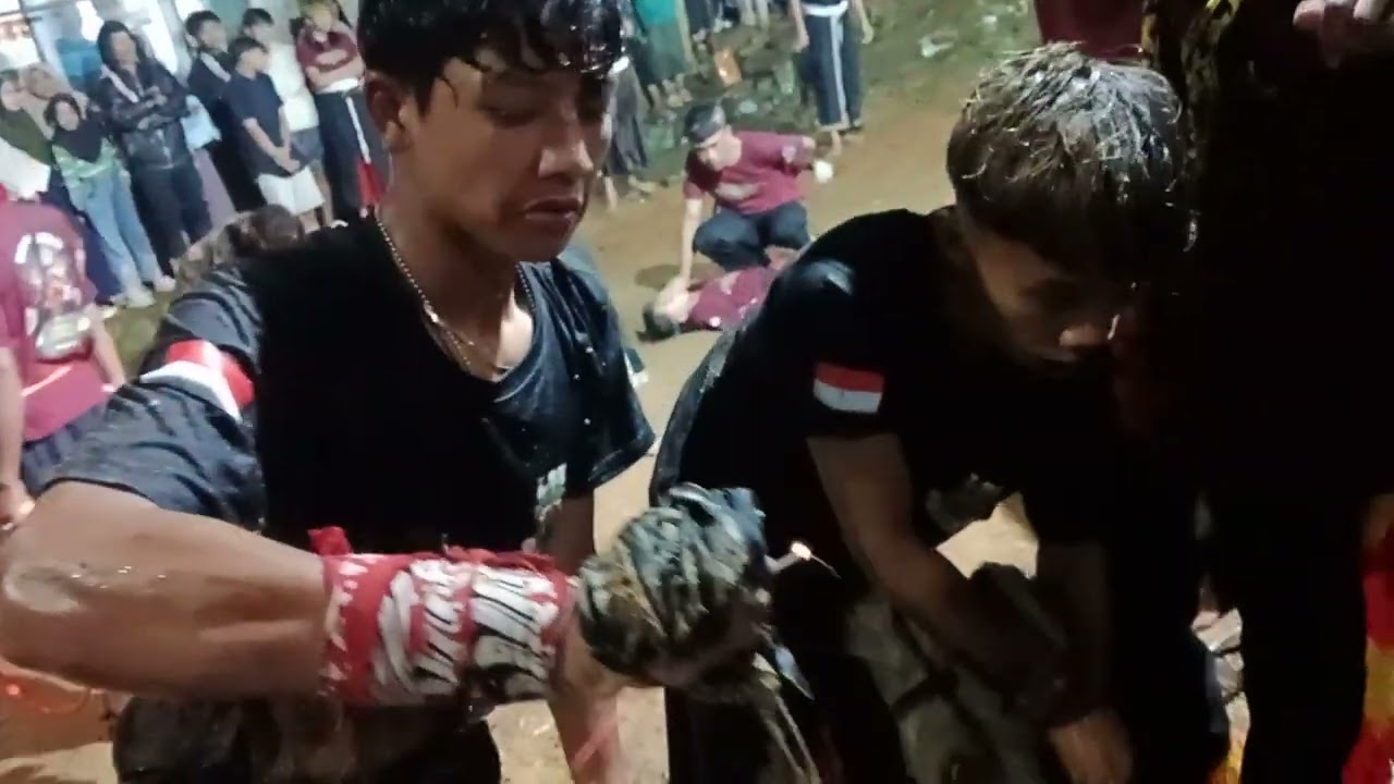 KALAPAN LEMBU SATRIYO BUDOYO PAS HUJAN SEMAKIN GAYENG