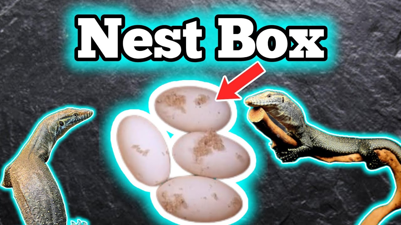How To Build A Nest Box Or Warm Hide For A Reptile