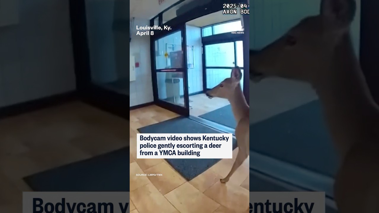 Bodycam video shows police gently escorting a deer from a YMCA building