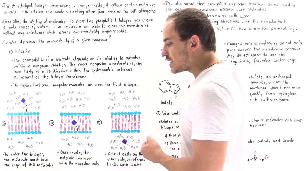 Permeability of Cell Membrane