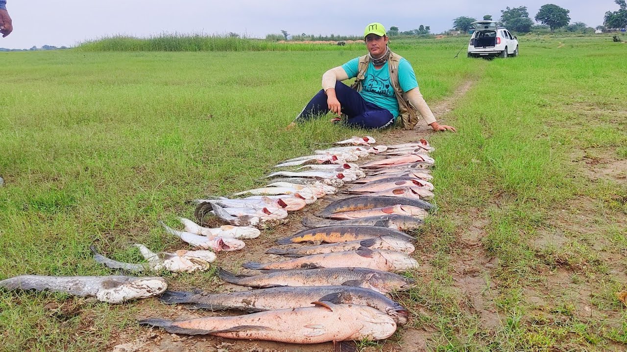 Amazing snakehead & catfish fishing || murrel fishing|| Lucana frog fishing|| wallago attu fishing