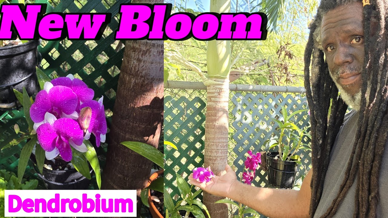 NEW ORCHID BLOOM : IN MY CARIBBEAN GARDEN  DENDROBIUM