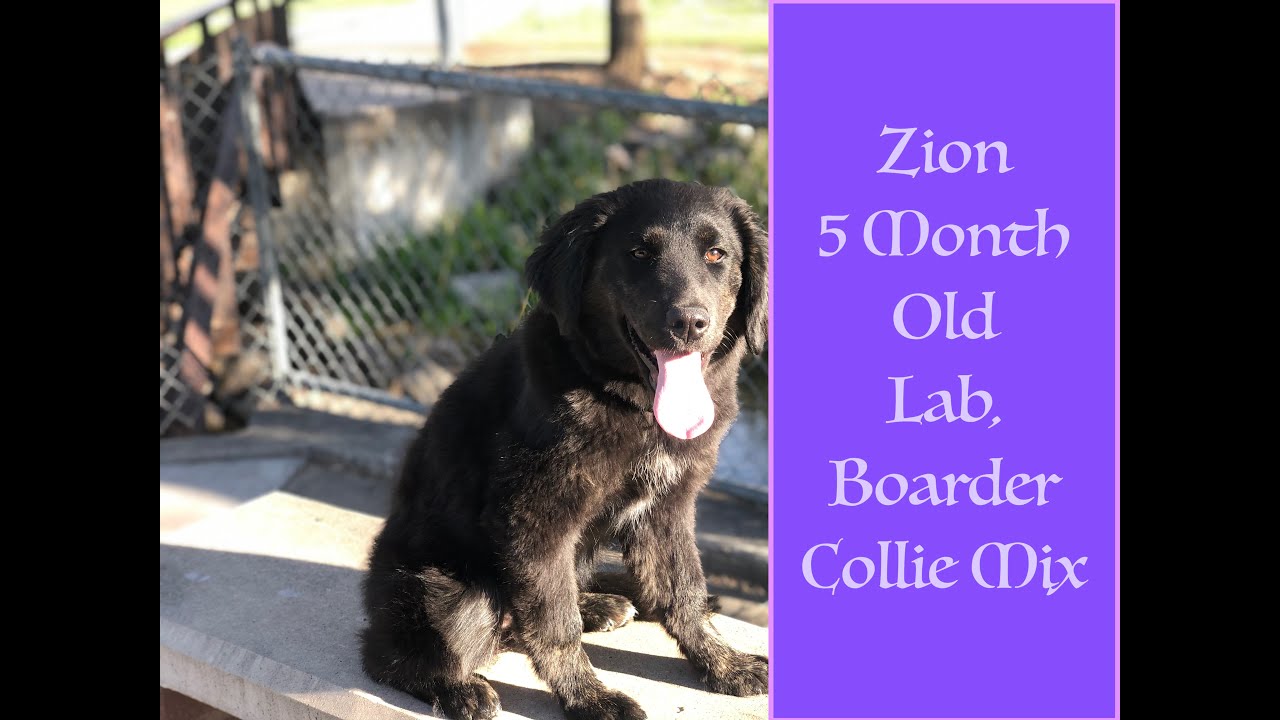 Centerville Dog Trainers ||| OLK9 Utah ||| 5 Month Old Lab, Collie Mix Zion