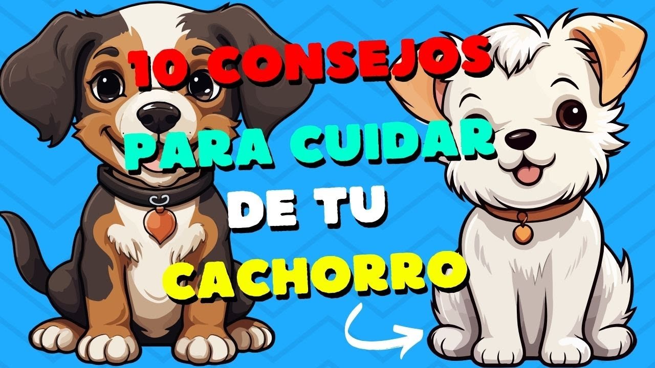 10 CONSEJOS PARA CUIDAR DE TU MASCOTA