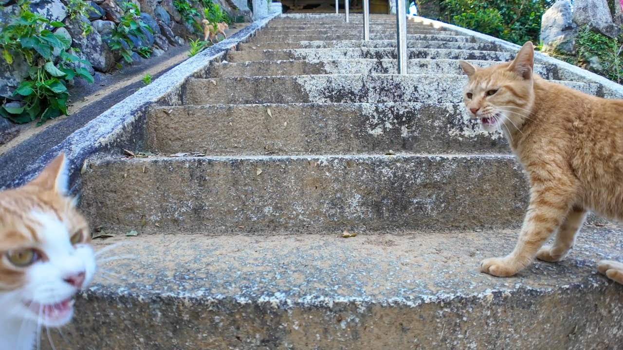 猫島の神社に階段下で出会った猫と参拝してきた