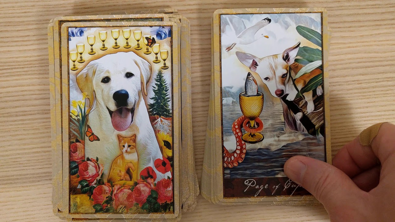 Wise Dog Tarot - 4k flip through