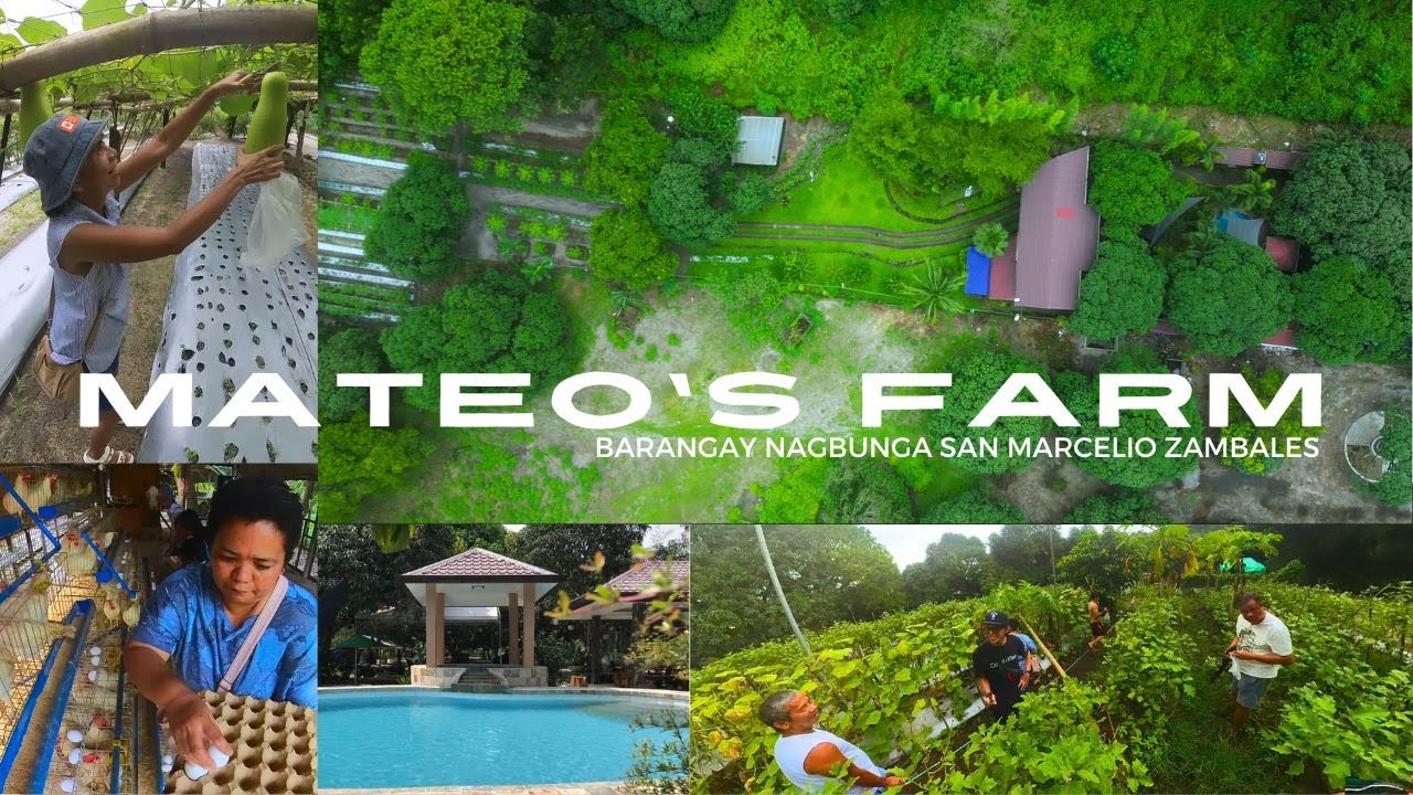 mateo's farm san marcelino zambales