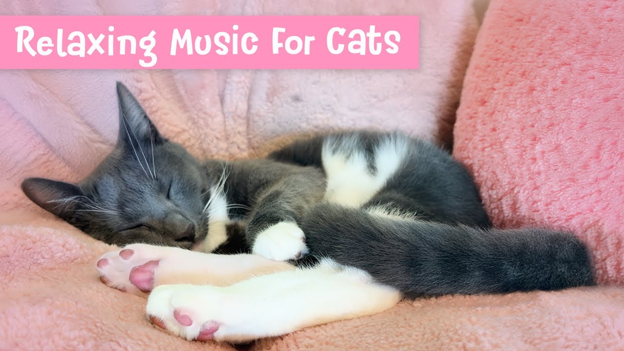 Music Therapy for Cats - Make Your Cat Happy, Relaxation Music & Rain Sounds, Deep Sleep