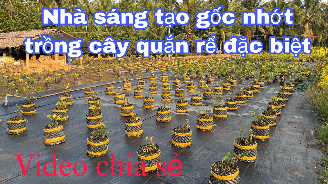 Chia sẻ mô hình nuôi mai gốc nhớt quắn rể đẹp ( Zalo 0983946649 ) ngày 14/3/2026