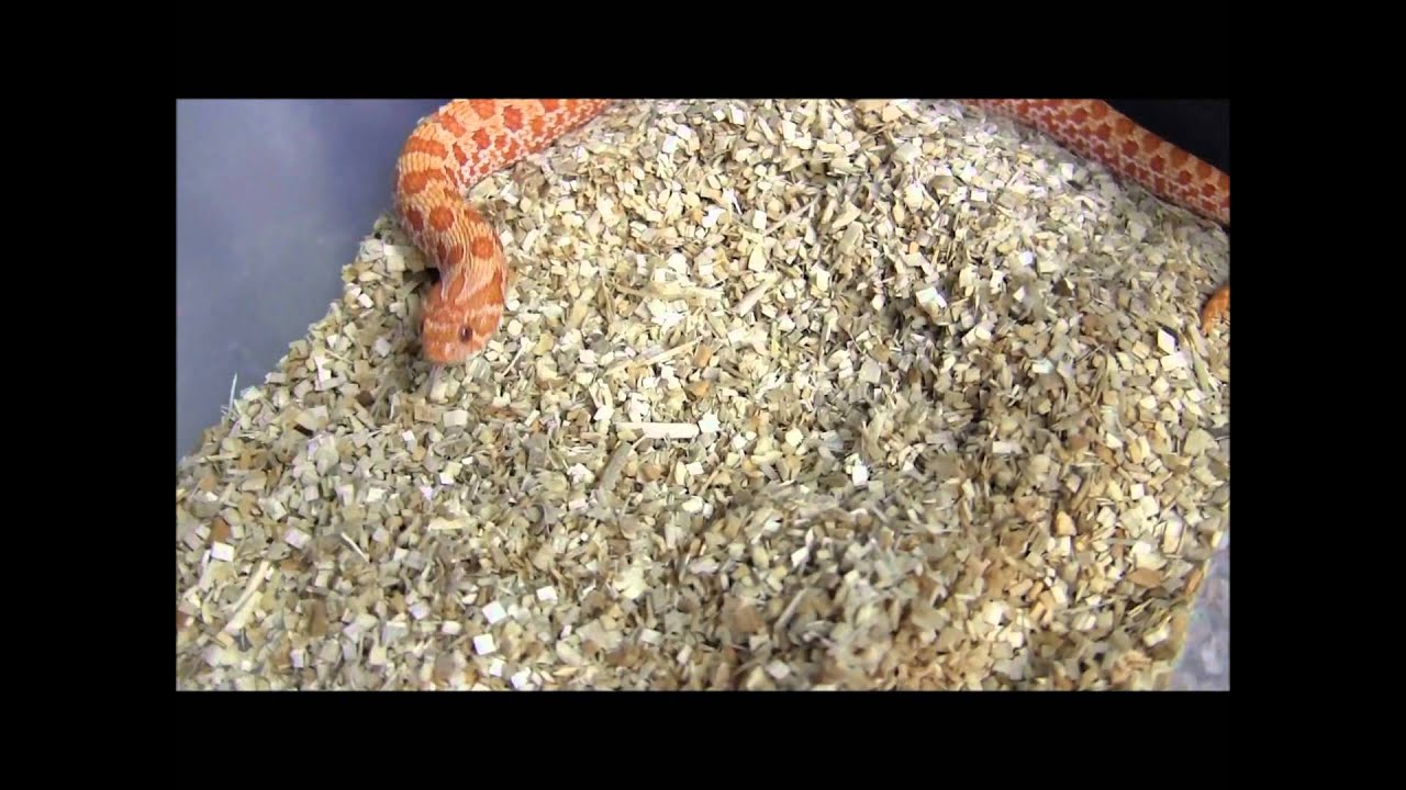 A tour through our Breeding Facility!