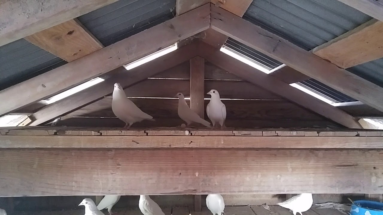 White homers