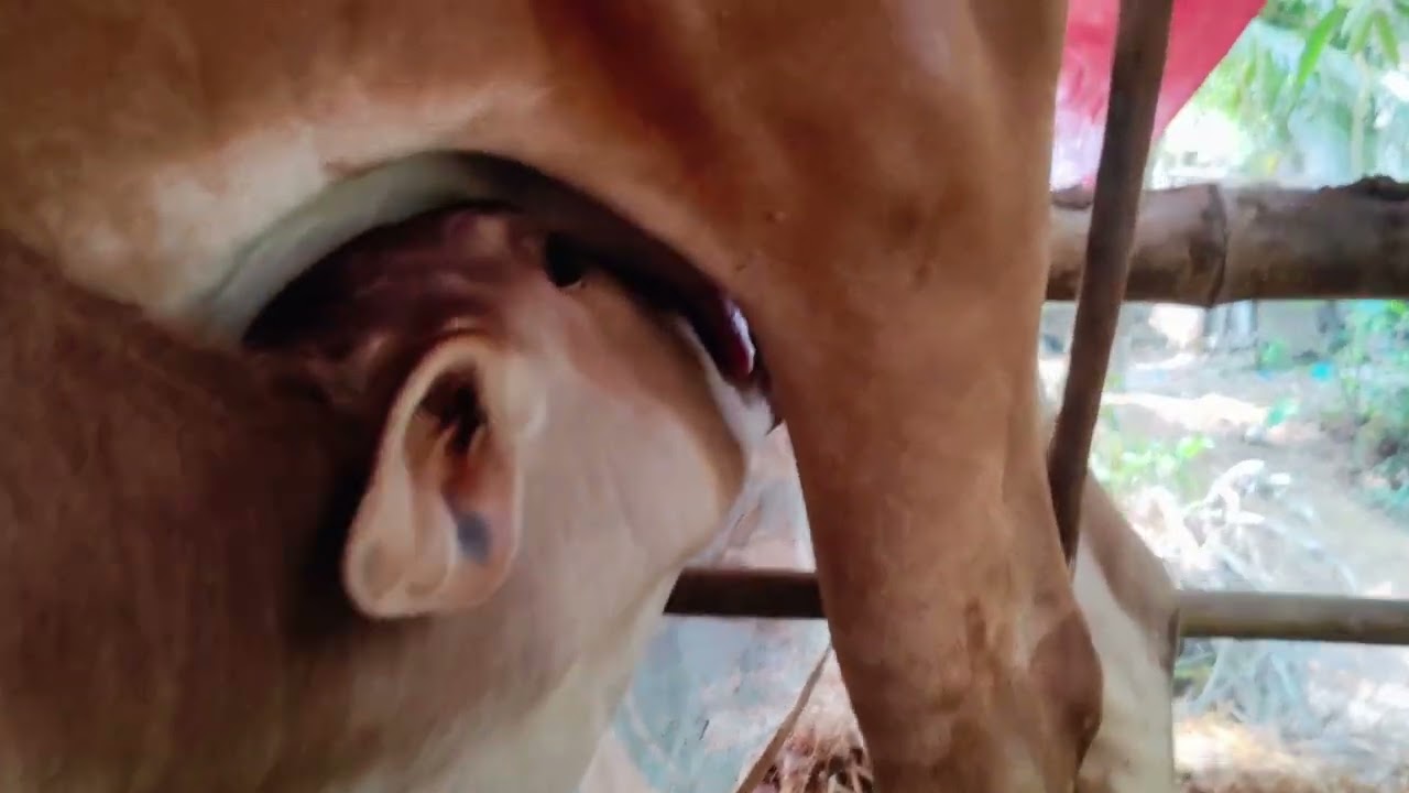 Breastfeeding Cow❤️❤️Much Love❤️❤️
