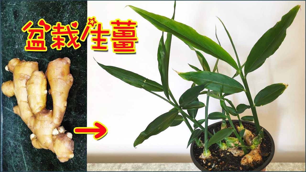 用花盆也能種出姜苗來，您信嗎？方法超簡單，生薑變成小盆栽，可欣賞又可種出子姜哦~！