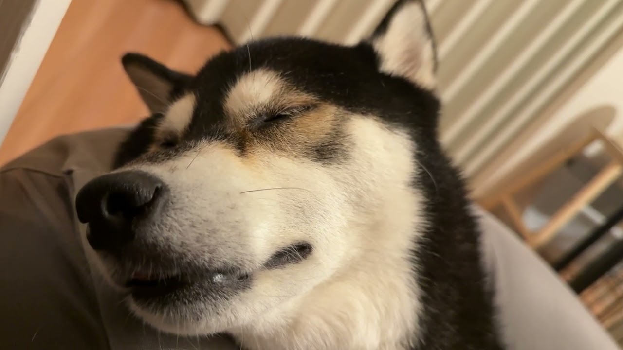 こてまるがスヤっているだけ