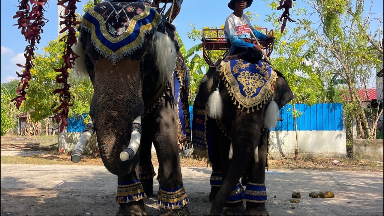 สองหนุ่มซุ้มน้ำเงิน💢พร้อมแห่บ้านตากแดดสุวรรณภูมิร้อยเอ็ด