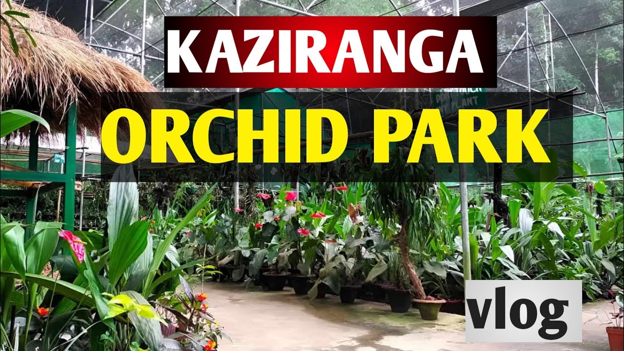  ঢেঁকীয়া ফুলিলে মানু্হ ধনী হয় নেকি?/ Kaziranga Orchid Park vlogs #kaziranga #assam 