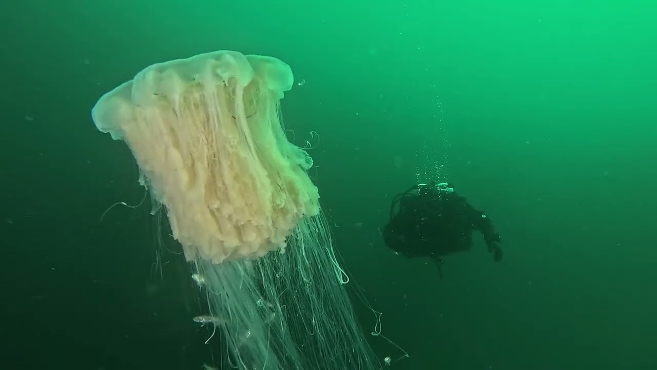 Diving in Norway, Aglen Camp og bobilparkering 20.7. - 25.7.2025