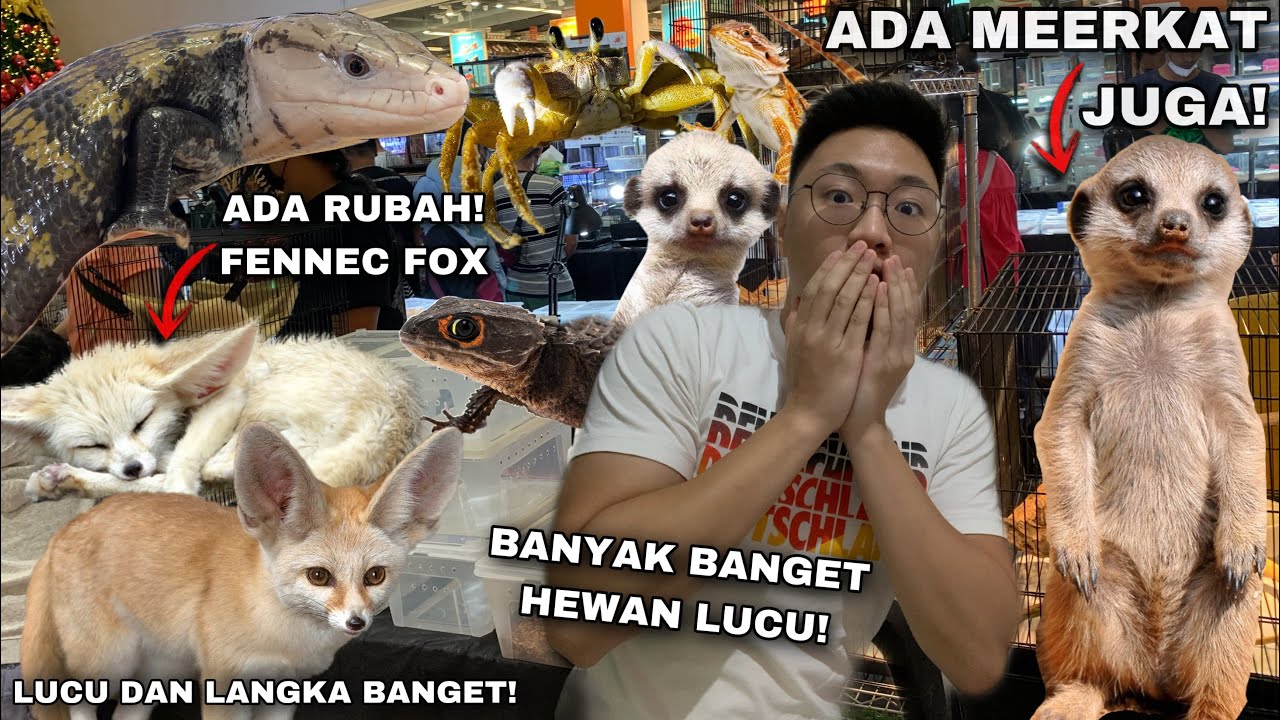 GREBEK PAMERAN HEWAN SUPER KEREN! ADA RUBAH DAN MEERKAT DARI FILM! KOLEKSI HEWANNYA CAKEP SEMUA!