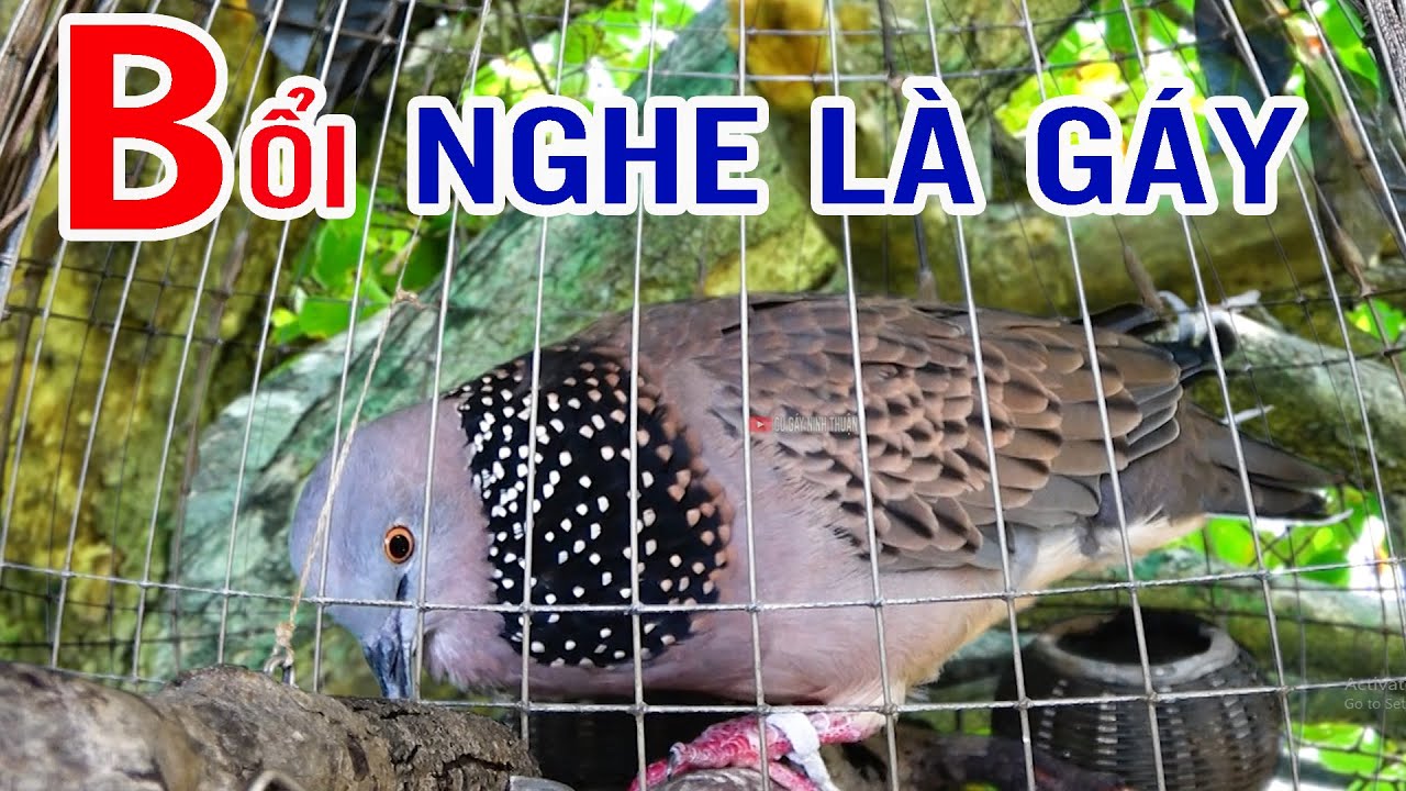💦CHIM CU GÁY Giọng Hấp Dẫn ĐỦ BÀI [GÁY GỌI,THÚC,GÙ ]Kích Bổi Nhanh Nổi.Cu Gáy.Cu Đất,Cu cườm