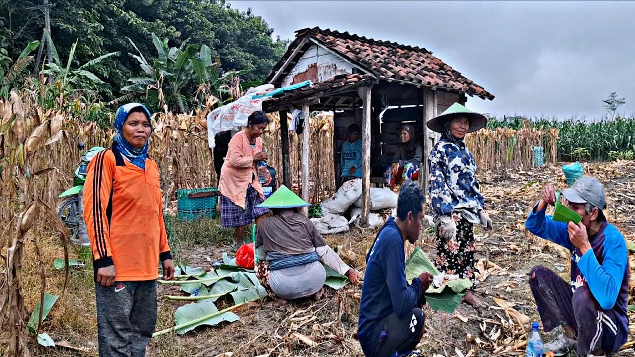Sangat Langka‼️Kebersamaan Petani Saat Sarapan Di kebun Jagung Tengah Hutan,Pemandangan Indah&Alami