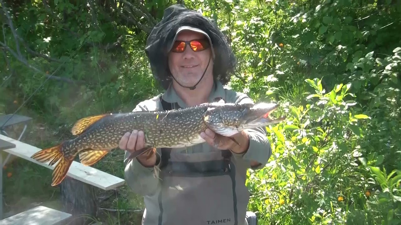 Taimen Fischen: Erlebtes Taimen Fischen am Severnaja, Sibirien