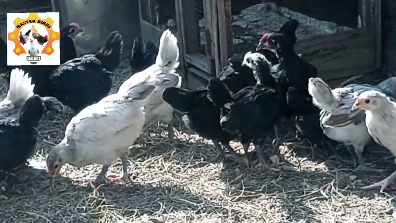 Heritage Australorp Chicks Growth | چوزوں کی نشوونما | Zaberdust Weekly Progress | Master Birds