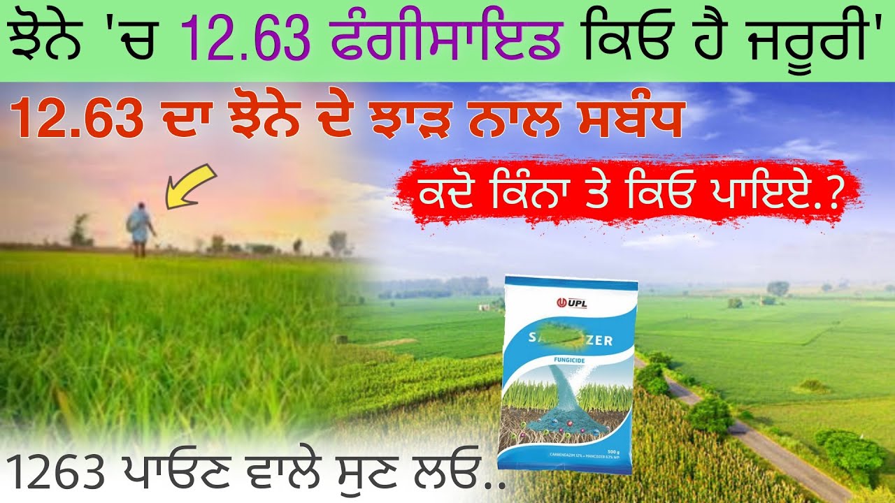 12.63 ਤੇ ਝੋਨੇ ਦੇ ਝਾੜ ਦਾ ਸਬੰਧ.? | Paddy fungicide || agri advice