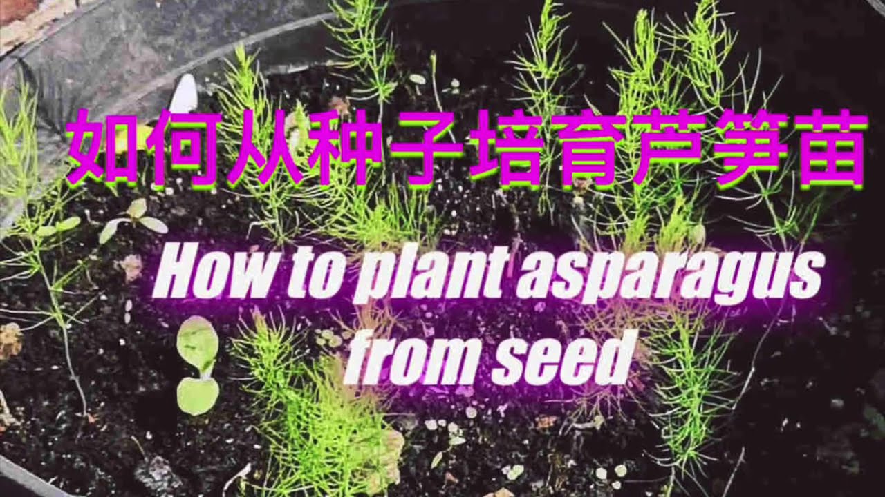 如何从种子培育芦笋苗 How to Plant asparagus from seed，种植一次，收获十几年，最值得投入时间培育的蔬菜