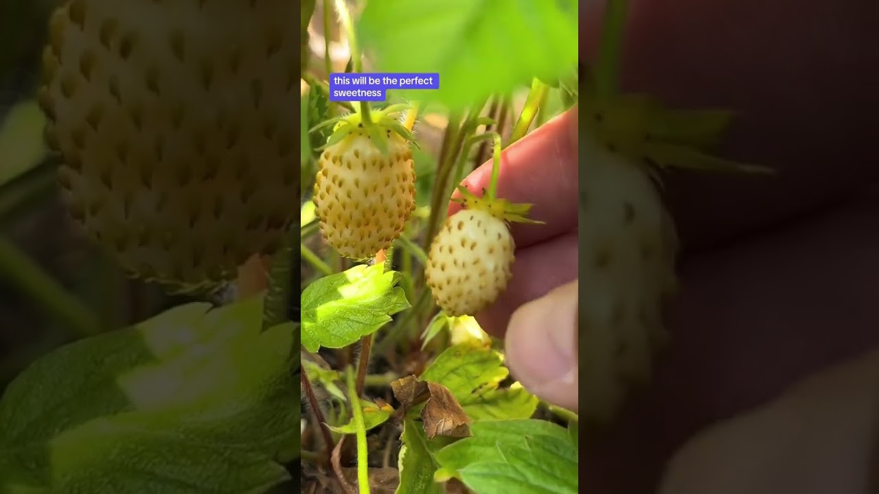 My two year old pineberry plants are THRIVING this summer