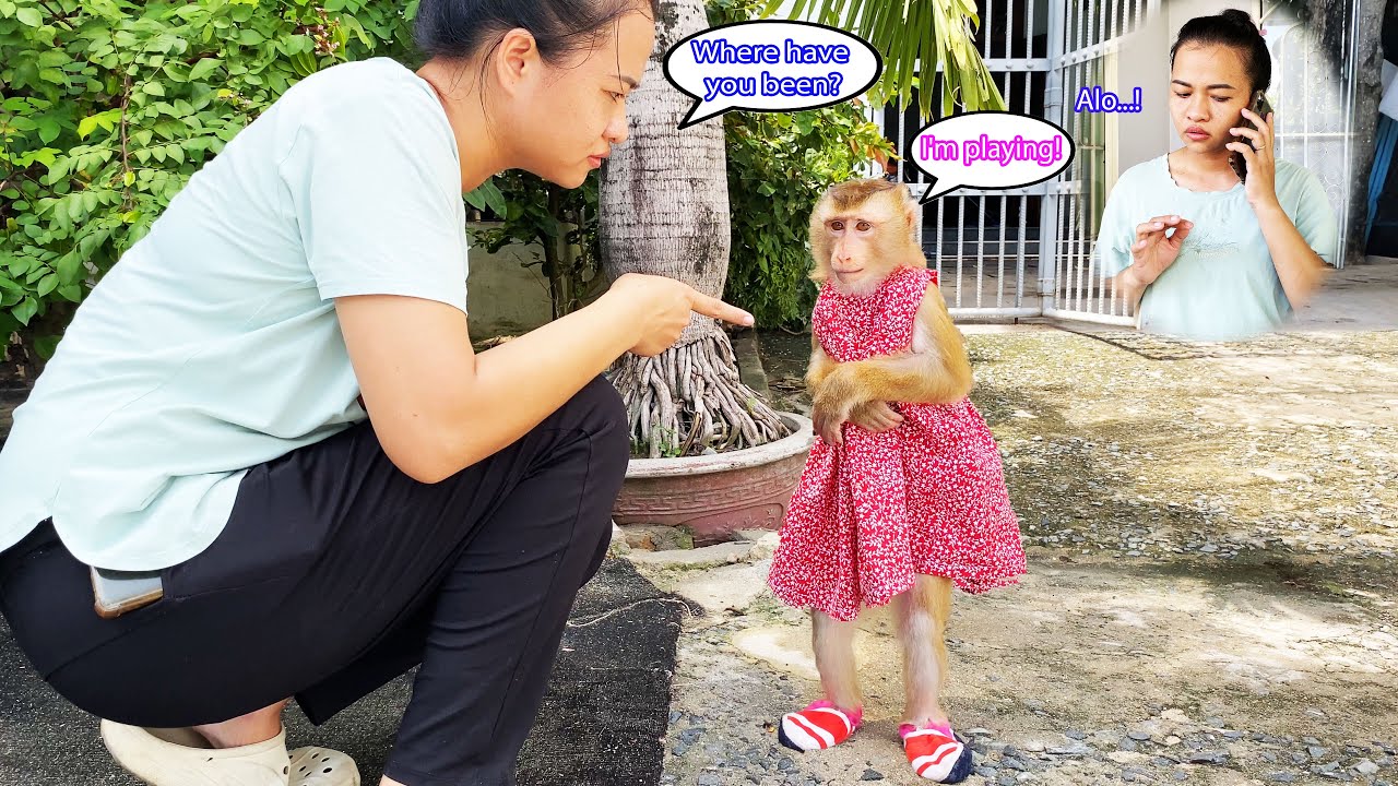 So naughty... Monkey Lyly was so engrossed in playing that she forgot about lunch.
