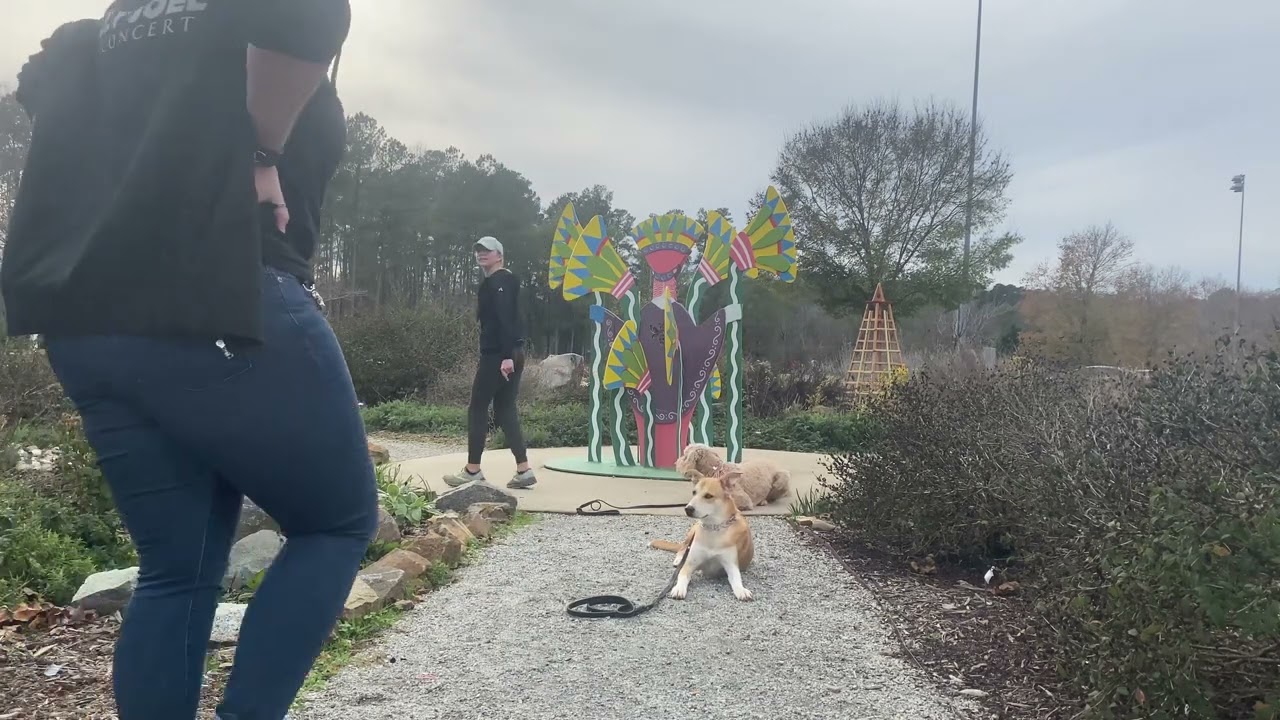Suburban K9 Dog Training in Mount Holly, North Carolina!