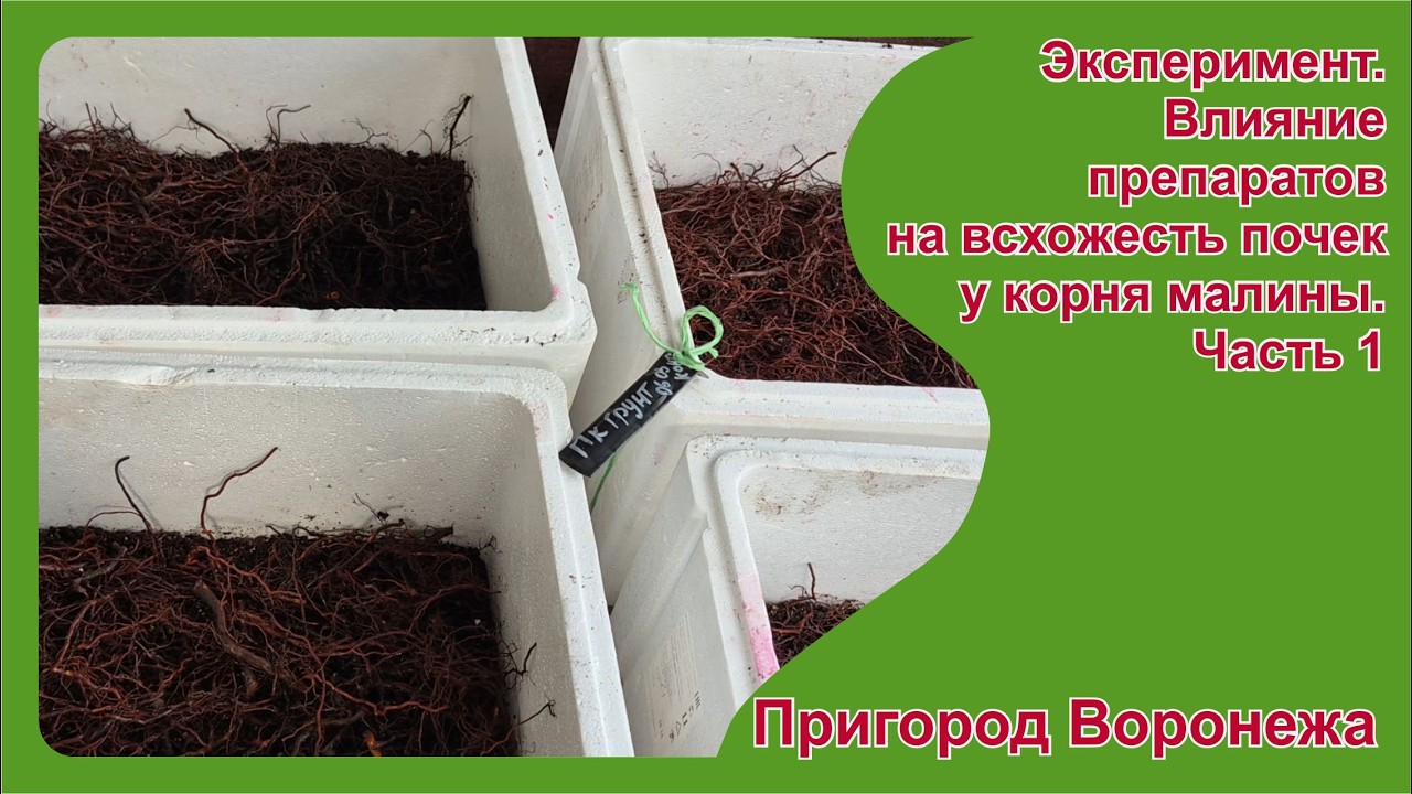 Эксперимент. Влияние препаратов на всхожесть почек у корня малины.  Часть 1