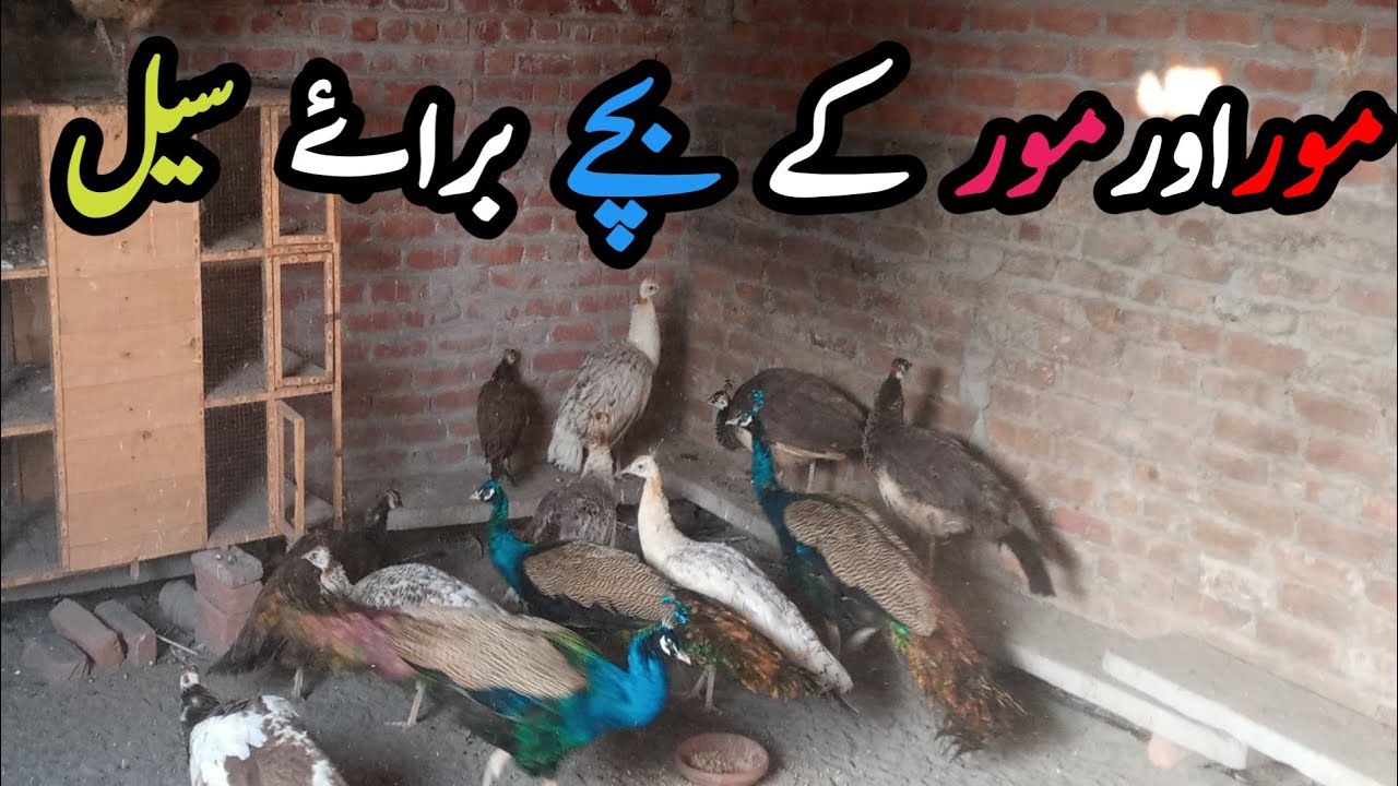 peacock for sale | blue shoulder peacock | kemu peacock & chicks | green java peacock