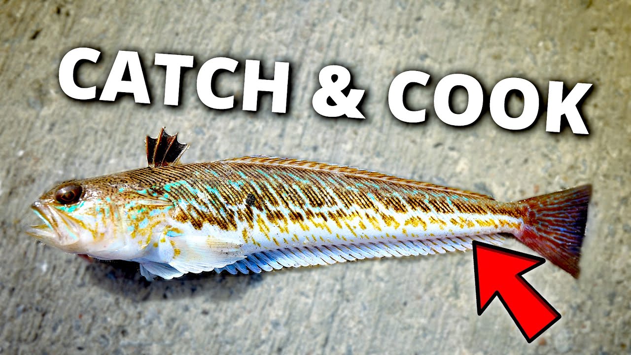 Catch & Cook - The Only Venomous Fish In Denmark!?