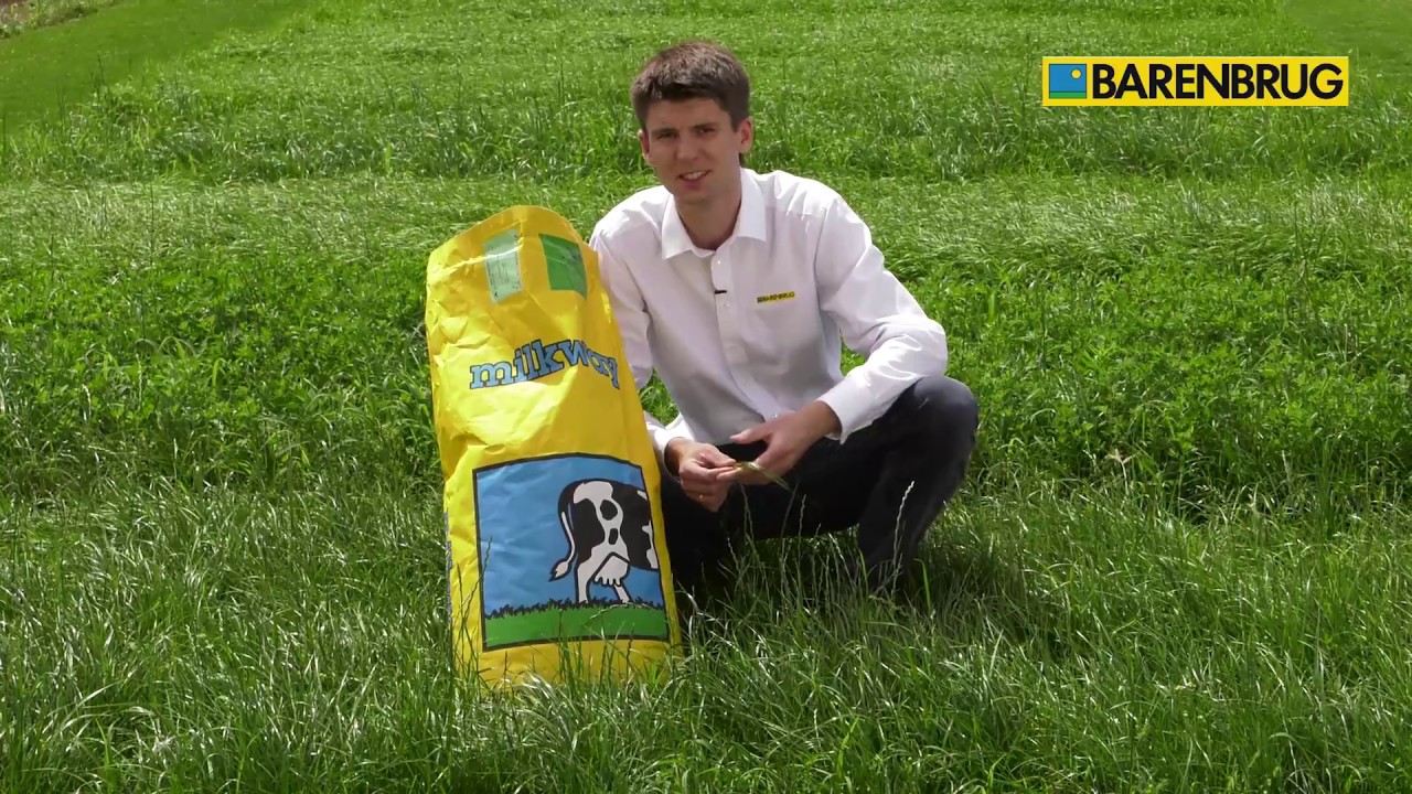 Barenbrug B&G 2 Milkway Tetra- mieszanak nasion traw do intensywnego koszenia.