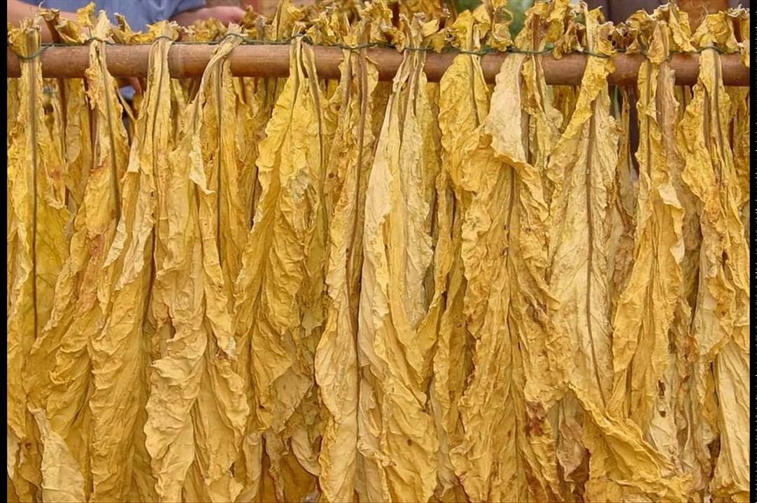 Tobacco Leaf Dryer