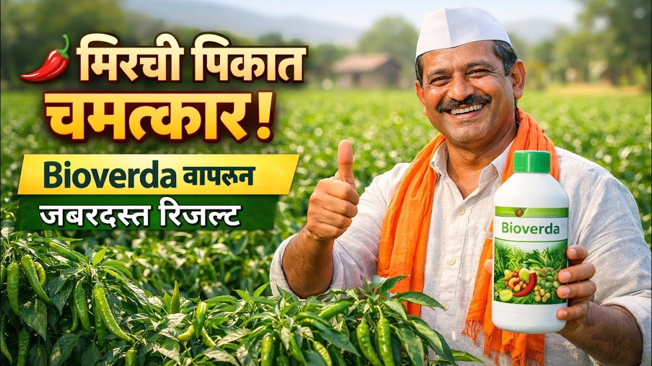 🌶मिरची शेतीत भरघोस नफा | शेतकऱ्यांसाठी सुवर्णसंधी