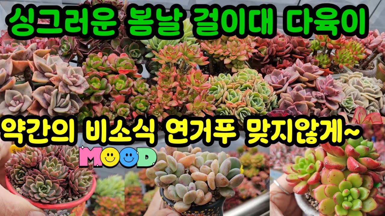 걸이대 다육이 또 비소식 ☔️😂 연거푸 안맞추는게 원칙 이지만  비양이 작으면 별탈은 없을듯도~😆