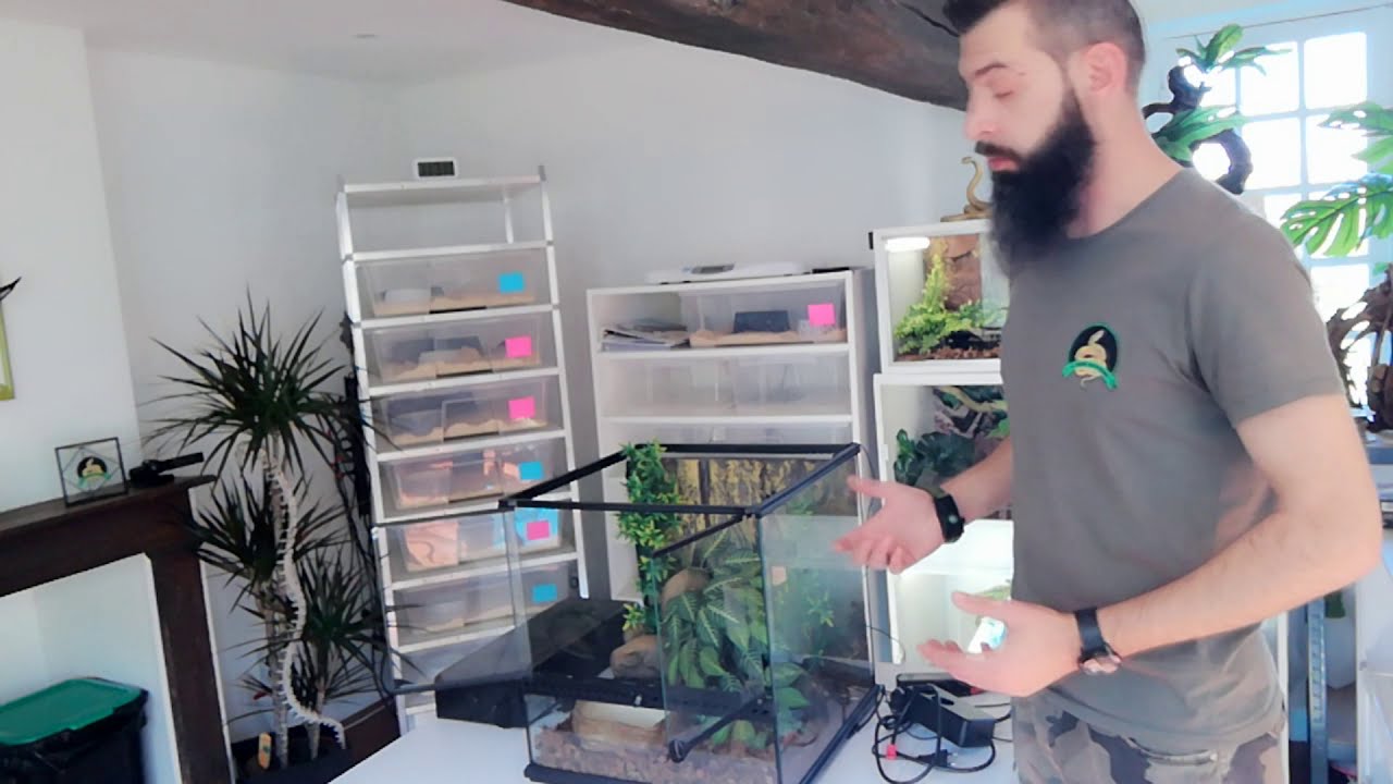 Tutoriel : Installation d'un terrarium pour Python Regius