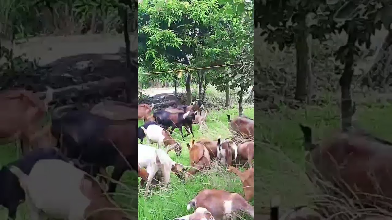 Goat farming in Negros Occidental Philippines