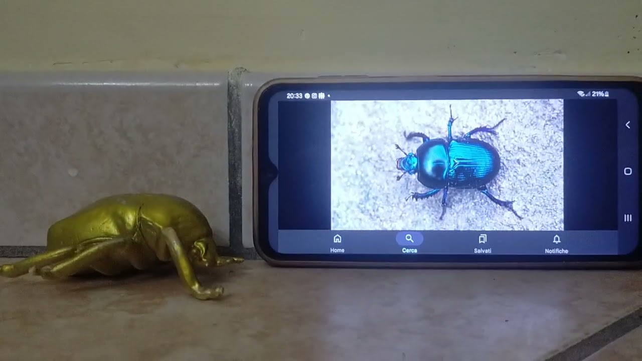 Meet the Animals 169: Dung Beetle