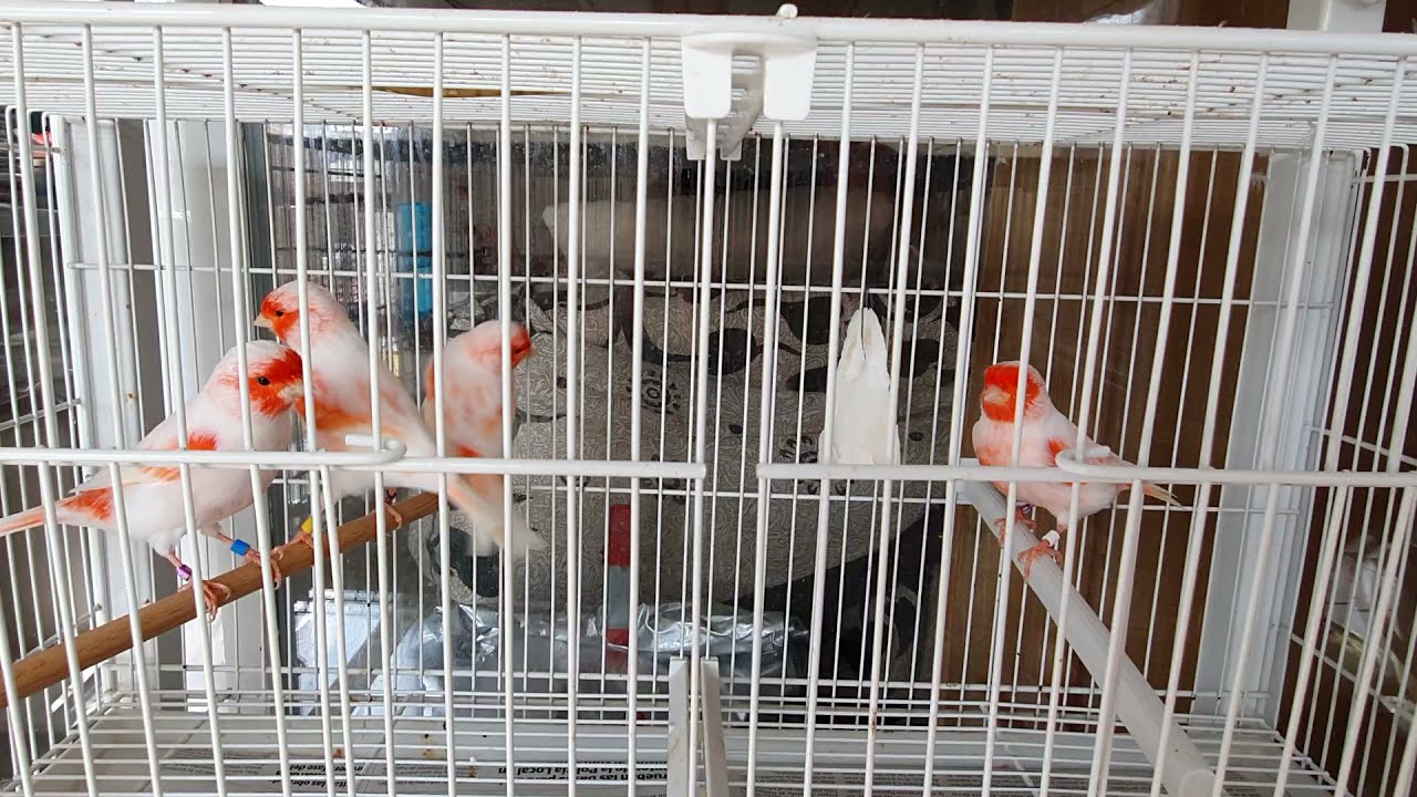 ROJOS MOSAICOS en cesion --2021