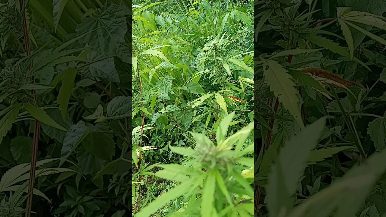 mango kush