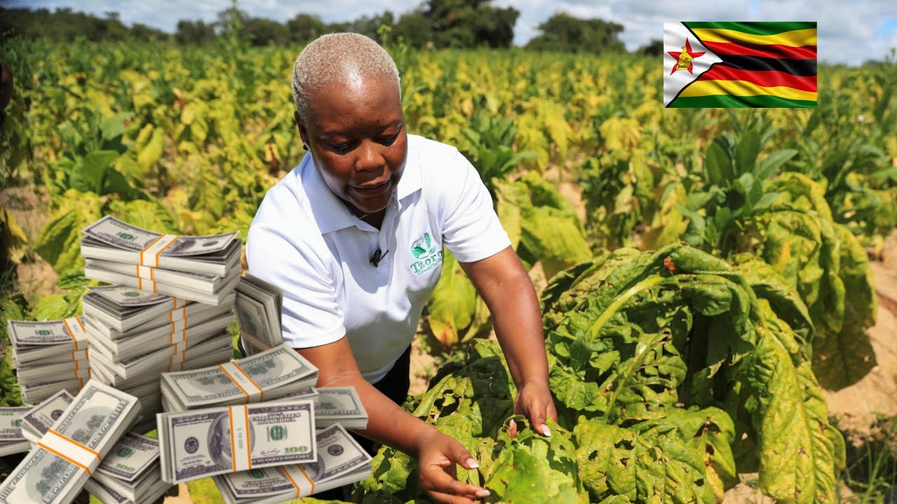 Tobacco Farming In Zimbabwe: From Seed To Sale | Full Process And Profits Explained 