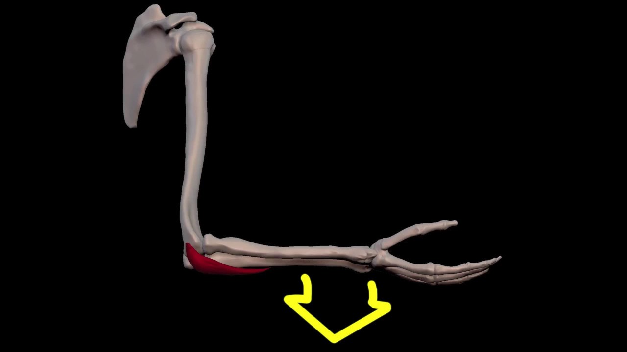Arm Muscles: 20 Anconeus