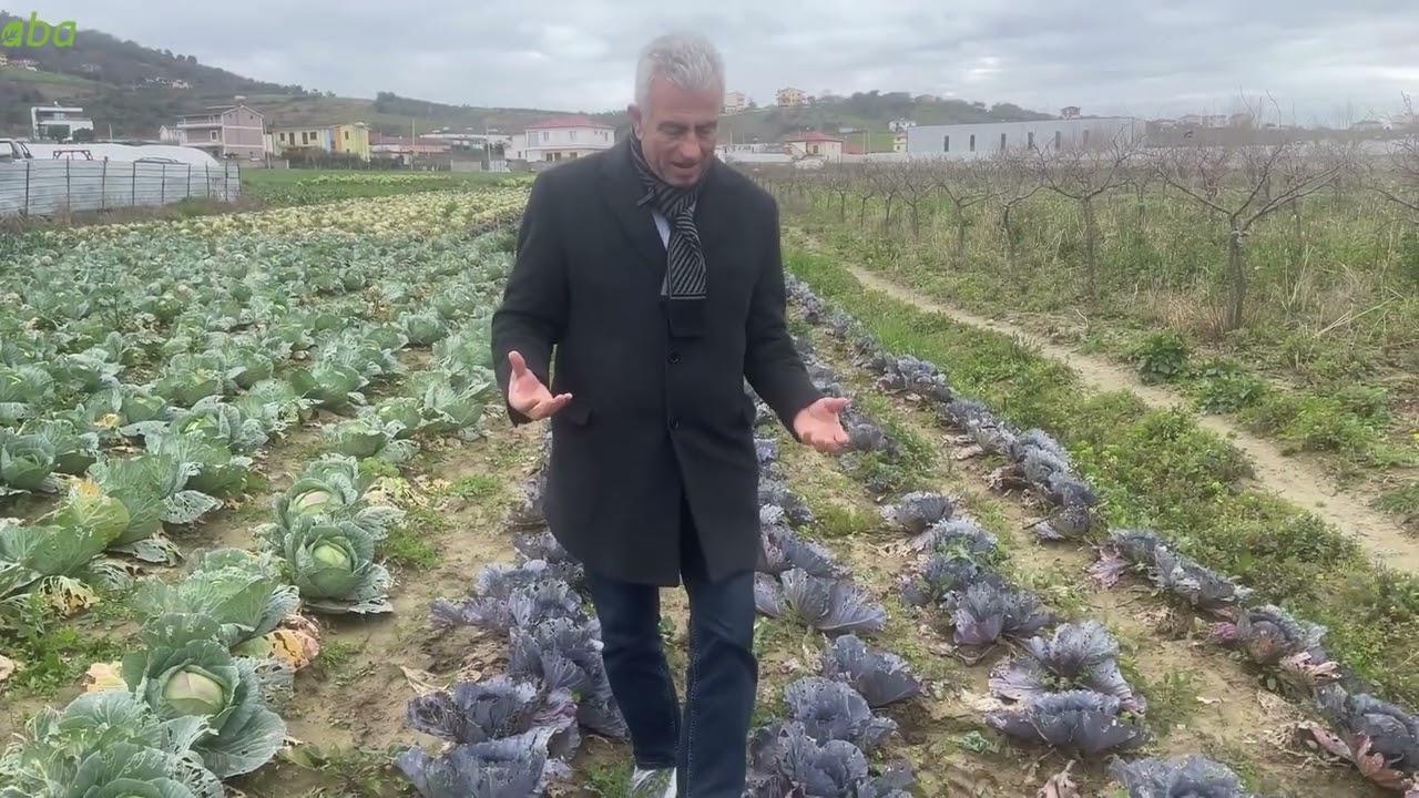 Kultivimi i lakrës së kuqe - nga eksperti i Qendrës ABA, z.Isuf Demirxhiu