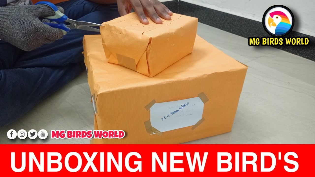 New Birds Unboxing - 2 || Channel Update || MG BIRDS WORLD