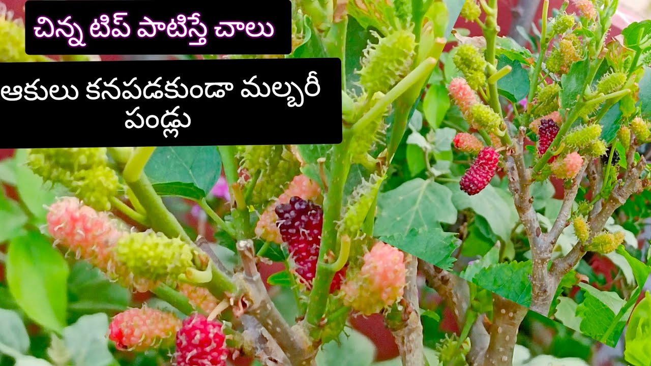 Mulberry plant care in telugu | Mulberry plant